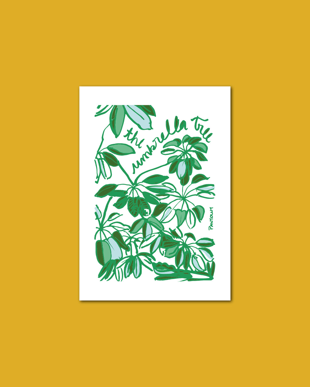 Postcard: The Umbrella Tree